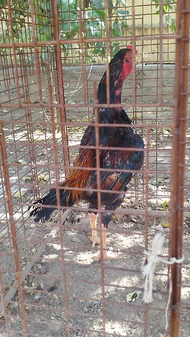 аренда дома для мероприятия: Дакан жожо короз сатылат алмашу жолдору бар жемге жугоруго дамашный — 3