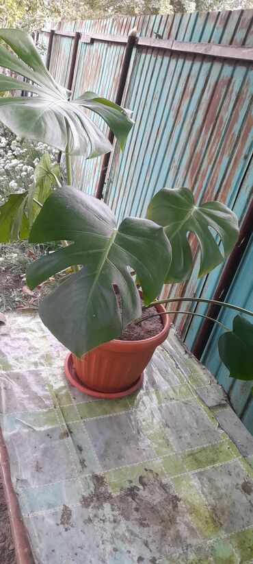 монстера цветок: Монстера деликатесная (Monstera deliciosa) в горшке - Крупное