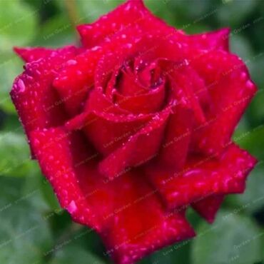 Semena i sadnice: Seme ruze
Cena 650din 10 semenki na lalafo.rs — 11 Semena i sadnice: Seme ruze
Cena 650din 10 semenki — 11