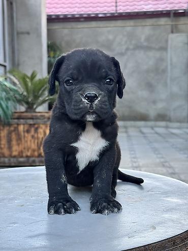 İtlər: Kane-Korso, 1 ay -da lalafo.az — 6 İtlər: Kane-Korso, 1 ay — 6