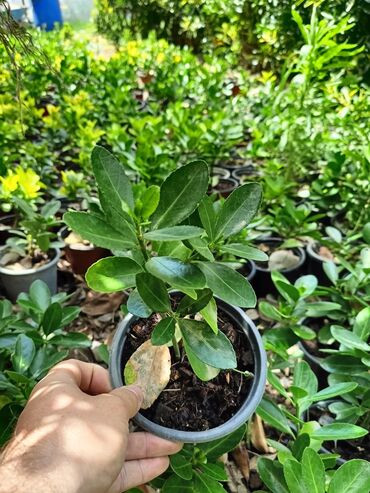 Çöl bitkiləri: Qızıl güllər dipçək gülləri həmişə yaşıl kolları zəhmət olmasa — 7