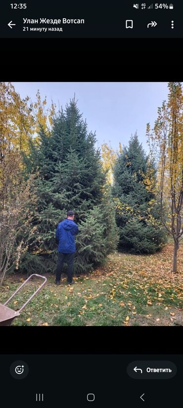 мороженое бахрома цена бишкек: Көчөттөр дарактардын: Карагайлар, Өзү алып кетүү