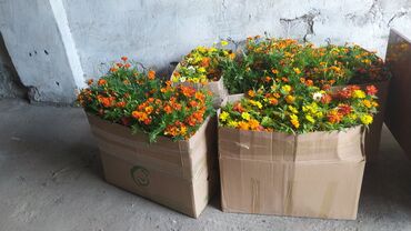 уголь в мешках цена: РАССАДА ЦВЕТКА немеренное количество оптом, цена договорная, цена