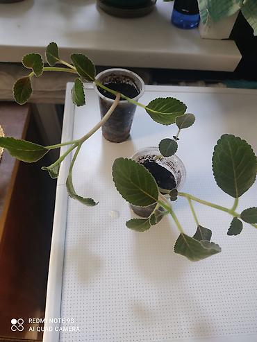 Другие комнатные растения: Комнатные цветы, растения. РАСПРОДАЮ ОСТАТКИ ПО 100 сом есть и — 3