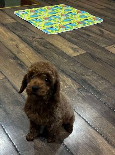 Psi: Nasa odgajivacnica se nalazi u Indjiji i bavimo se uzgojom pasa 15 — 6