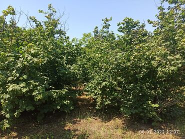 Bağ evlərinin satışı: Nabranda çox qözel menzerede hem denize yaxın hemde meşenin kenarında — 10