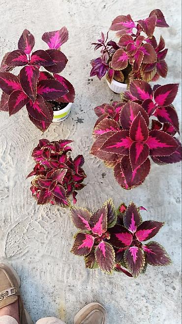 Фиалки и глоксинии: Глоксиния (Sinningia speciosa) в пластиковом кашпо - Сорт с крупными — 15