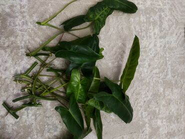 Другие комнатные растения: Черенки филодендрон пассио Верде только срезанные крупный и красивый