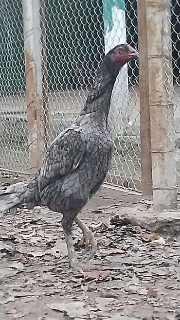 goyercin berde: Toyuq, Damazlıq — 1