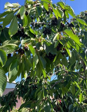 Продажа квартир: 4 комнаты, 96 м², Косметический ремонт — 10