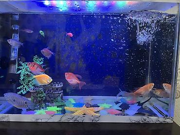 akvarium filtiri: Dördbucaq akvarium, Balıqlarla birlikdə, 18 l, Ödənişli çatdırılma, Ünvandan götürmə — 2