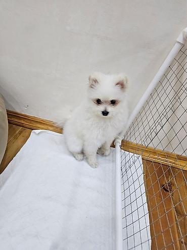pomerian spits: Şpitz, 5 ay, Dişi, Peyvəndli, Pulsuz çatdırılma — 3