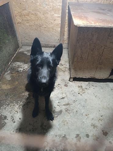 Продажа собак: Немецкая овчарка, 2 года, Самец — 22