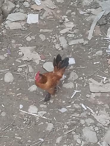 Yaponka xoruzdu