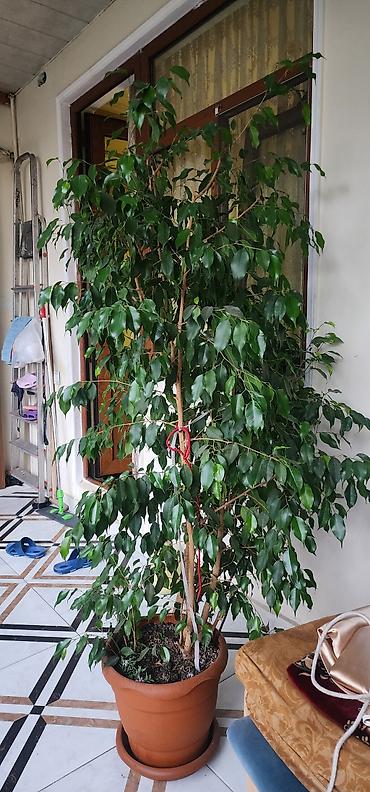 fikus: Böyük dekorativ otaq bitkisi – Ficus benjamina (ağlayan əncir) - Növ — 1