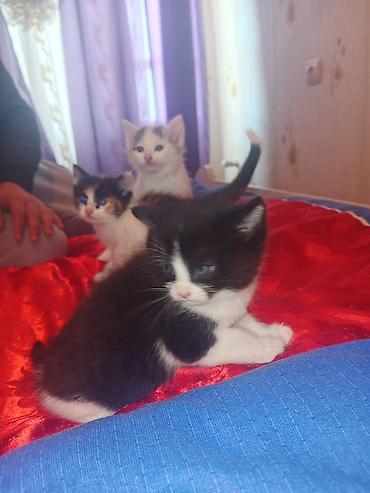 Pişiklər: Yaxşı əllərə — 1