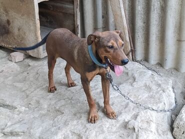 доберман бишкек: Doberman, 4 ay, Dişi, Ünvandan götürmə