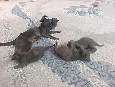 Животные: 🐾 Продаются котята породы Русская голубая! 🐾 Котятам 2 месяца. Все — 2