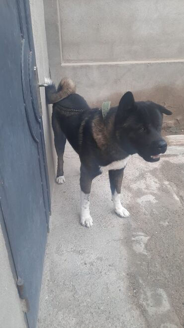 gencede it satisi: Akita-inu, 2 il, Erkek, Cütləşmə üçün, Ünvandan götürmə