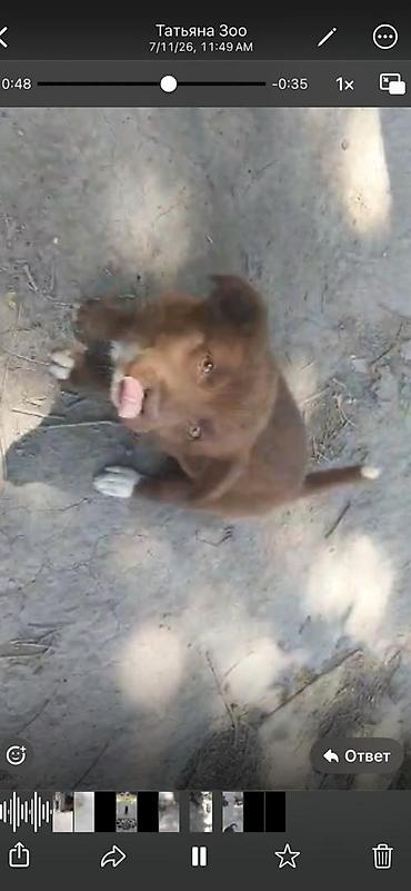 Иттер: Щенки дворняжки🐶 Ищем любящих хозяев для замечательных щенков! Четыре — 3