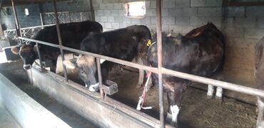 Коровы, быки: Продаю | Тёлка | Алатауская | На откорм, На забой | Не стельные