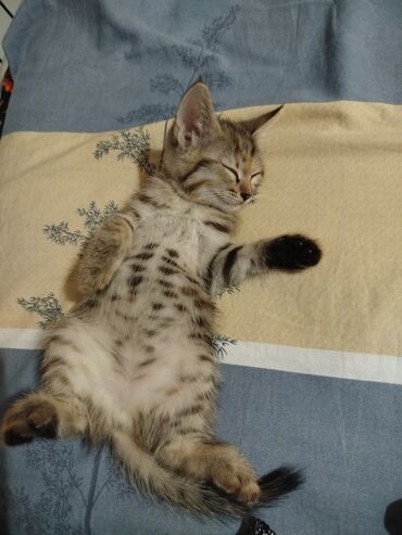 сибирская гладкошерстная кошка: Американская короткошёрстная, 2 месяца, Девочка, Приучена к лотку