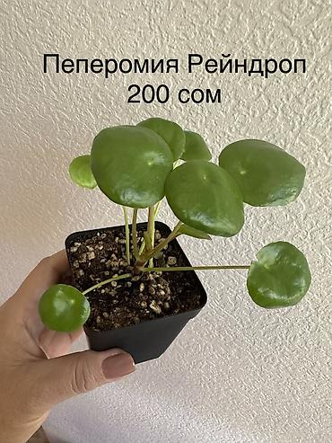 Другие комнатные растения: Укоренённые черенки растений от 150-300 сом — 7