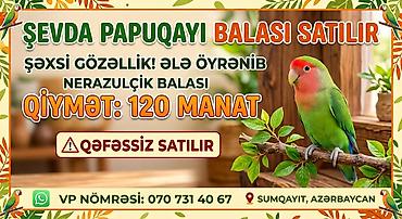 хары бюльбюль купить: Şəxsi gözəlliyi ilə seçilən sevda papuqayı balası satılır. Əl — 1