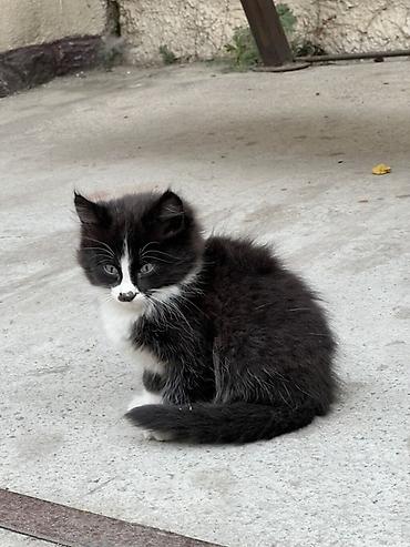 Отдам даром кошку: Кошка даром: Беспородная, 2 месяца, Девочка — 5