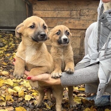стоимость дрессировки собак: Собака даром: Дворняжка, 3 месяца, Самка, С прививкой