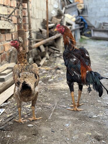 курицы: Продаю | Куры, Петух | Дакан | Для боев