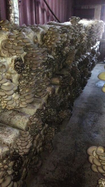 Другая коммерческая недвижимость: Продаю коммерческое помещение находящееся в Маевке (хорошая — 10