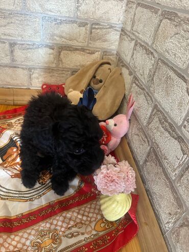 İtlər: Şekilleri götürmeyin - Cins: Toy Pudel (mini) - Rəng: qara, ve — 5