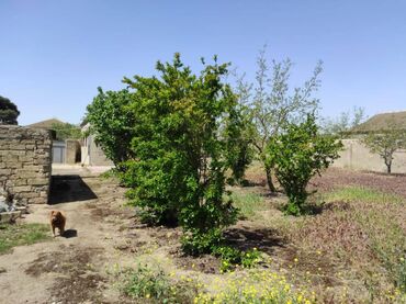 Həyət evləri və villaların satışı: 4 otaqlı, 95 kv. m, Orta təmir — 14