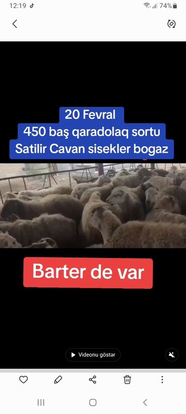 Qoyunlar, qoçlar: 20 Fevral 450 bas qaradolaq sortu satilir Damazdiq bogaz