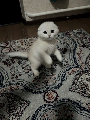 Продажа кошек: Скотиш Фолд (Шотландская вислоухая), 3 месяца, Мальчик, Приучена к лотку — 3