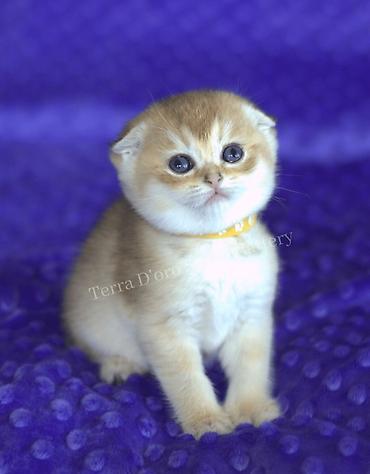 Pişiklər: Şotland, Erkək, Dişi, Yaxşı əllərə, Ünvandan götürmə, Pulsuz çatdırılma, Ödənişli çatdırılma — 6