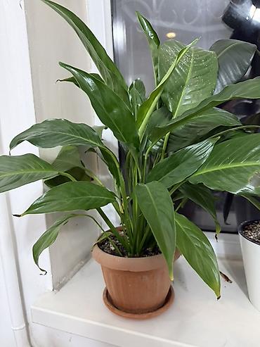 тёщина язык: Спатифиллум (Spathiphyllum) в горшке
Женское счастье — 1