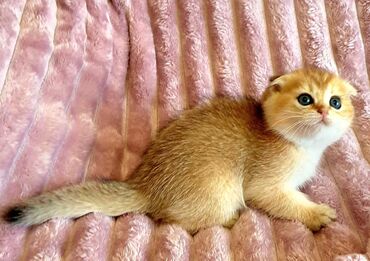 Pişiklər: Şotland yastı qulaq, Erkək, Dişi, Yaxşı əllərə, Ünvandan götürmə, Pulsuz çatdırılma, Ödənişli çatdırılma — 125