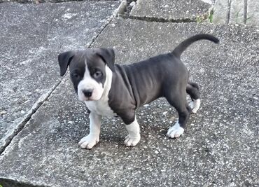 Psi: U ponudi prelepi stenci americkog staforda 2 zenke i 1 muzijak na lalafo.rs — 4 Psi: U ponudi prelepi stenci americkog staforda 2 zenke i 1 muzijak — 4