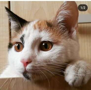 сиямские кошки: Отдам в добрые руки: Трёхцветная кошка 4 года, вакцинирована