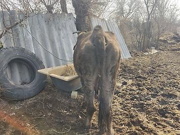 Коровы, быки: Продаю | Корова (самка) | Для молока | Привязанные — 6