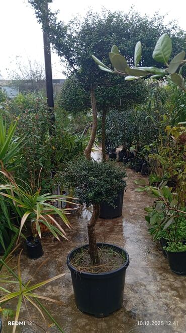 Torf: Bağçılıq və istixana üçün torf substratları və əkin kasseti — 19