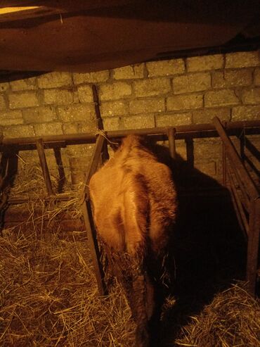 Inəklər, öküzlər: Dişi, il: 3, Ətlik, Ünvandan götürmə — 4