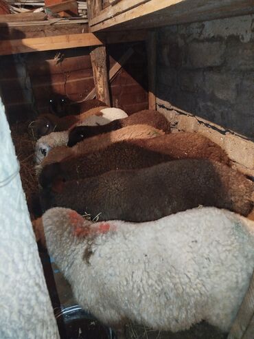 Quzu: Sağlam Qurbanlıq kənd quzuları.300 manat.Qiymetde razlaşmaq olar