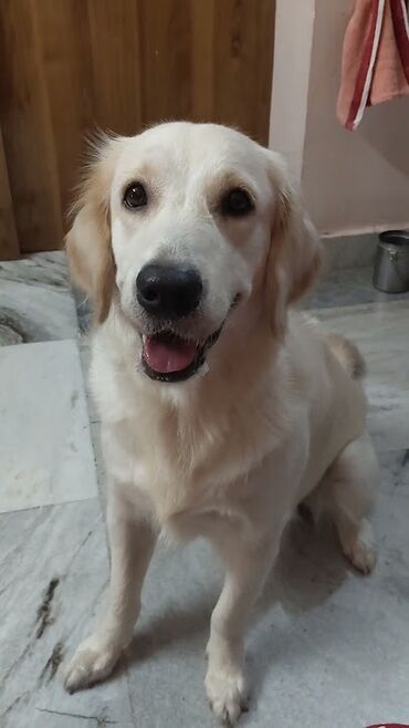 İtlər: Labrador-retriver, 7 ay, Dişi, Peyvəndli, Ünvandan götürmə