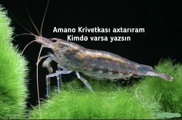 Balıqlar: Amano krivetkası - Akvarium üçün Amano (Caridina multidentata)