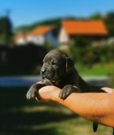 obuca ps: Ako tražite vernog člana porodice, obratite se nama i postanite — 5
