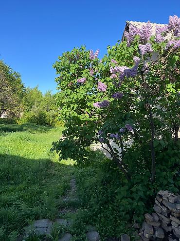 Продажа домов: Дом, 36 м², 2 комнаты, Собственник at lalafo.kg — 7 Продажа домов: Дом, 36 м², 2 комнаты, Собственник — 7