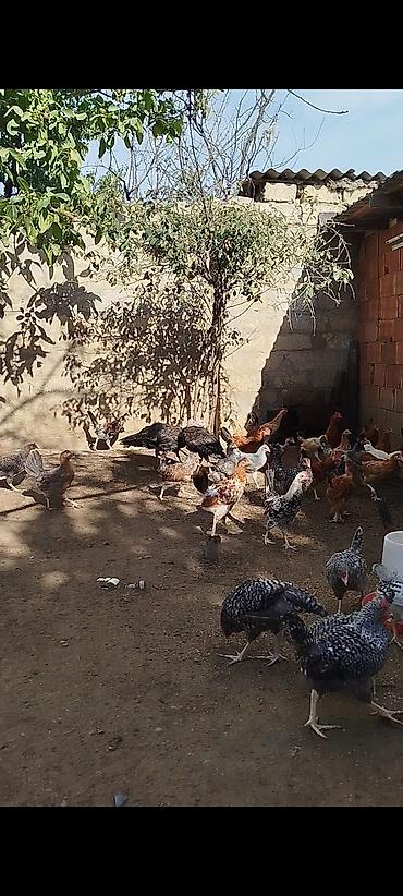 fermer təsərrufatı: 4 ayının içində olan superaktiv kənd çolpaları satılır, kəsməli təbbi — 3